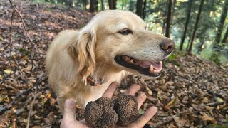 Taking My Dog Truffle Hunting (We Actually Struck Gold!)