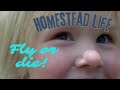 Homestead life  fly or die
