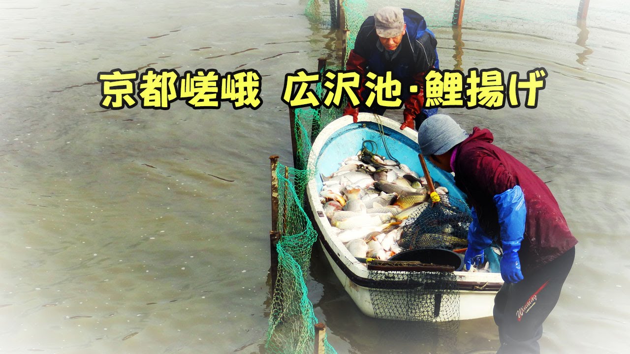京都市右京区嵯峨 広沢池 の鯉揚げ Youtube
