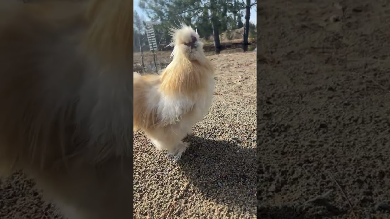 Haven&rsquo;t called him all winter. Old video. #chicken #homestead #rooster #silkie