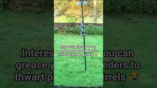Did you know this about bird feeders? #interesting #cuteanimals #positivity