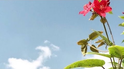 @لاتحزن-ث8ش سوره الكوثر ♡
