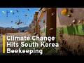 South Korean Beekeepers Struggle With Climate Change｜TaiwanPlus News