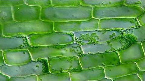 Time-Lapse: Cytoplasmic Streaming in Elodea by Mr. Ralph Grimm