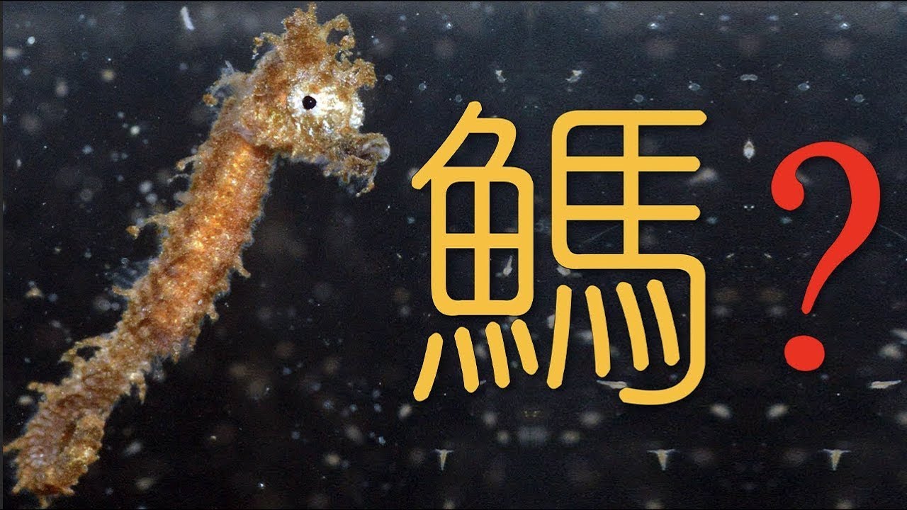 【鬼谷闲谈】海马：“嗦虾让鱼面目全非” The Story of Hippocampus