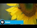 Nature's Revival and Climate Impact