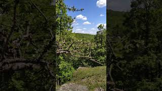 Relaxing forest ambience in the Central European mountains #relaxingnature #forestambience #nature