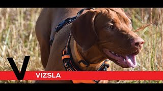 V is for Vizsla by Purina Farms 759 views 3 years ago 2 minutes, 5 seconds