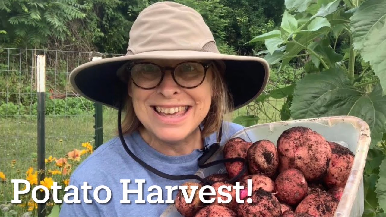 Pontiac Red Potato Harvest! YouTube