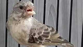 Edel sanger gacor buka sayap