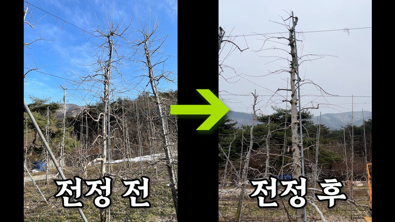 후지 13년차 전정하기