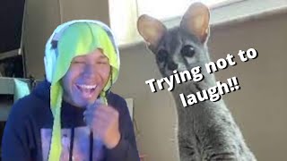 Reacting to UNUSUAL MEMES COMPILATION V158