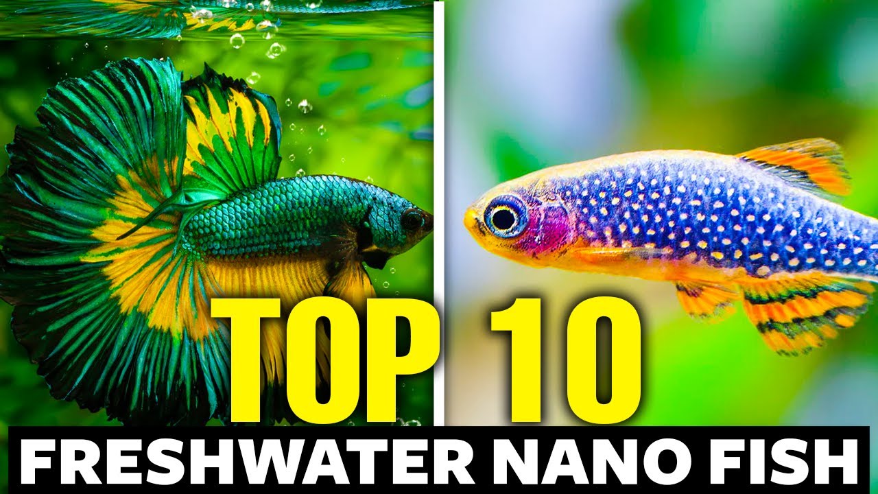 Quels poissons pour un nano-aquarium original et responsable ?