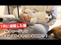 保護した猫がノルウェージャンフォレストキャットにしかみえない件