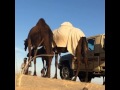 عصريه ممتعه طفش الف أحد يجي سولف علي