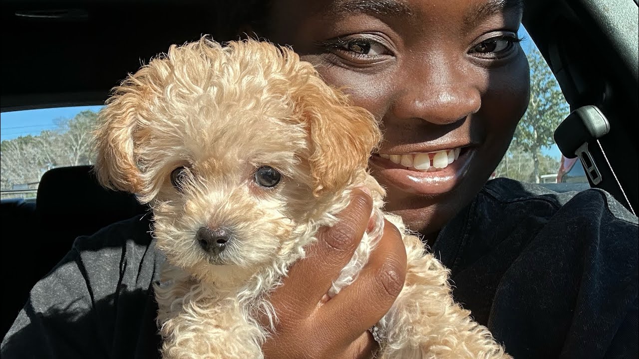 Getting My Toy Poodle Vlog I First 48 Hrs