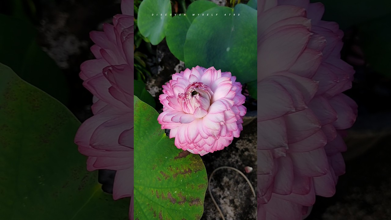 How to bloom a beautiful Lotus by hand || Miracle lotus || Pink Lotus flower bloom by hand