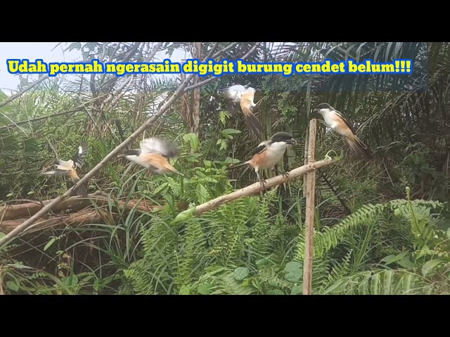 PIKAT BURUNG CENDET ATAU PENTET YANG SUSAH TURUN MENGGUNAKAN JEBAKAN PEGAS [] BIRD TRAP class=