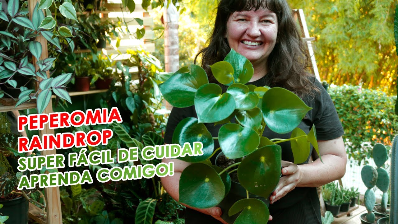 PEPEROMIA RAINDROP como CUIDAR e FAZER MUDAS