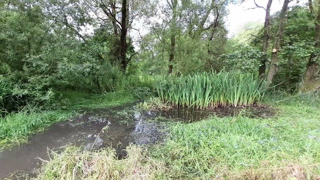 Weaving Willow round the pond and a bit of history thrown in (not into the pond!)