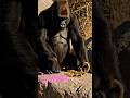 Gorilla scorpion friendship😍 #shorts #animals #wildlife#naturelovers #viral #fyp #global #worldwide