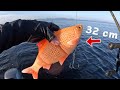 What will eat this giant goldfish 