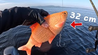 What will eat this GIANT Goldfish? 🐊
