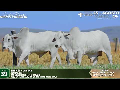 LOTE 39