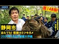 今度は静岡市!またでた!怪獣カミツキガメ!罠148個で捕獲大作戦!麻機遊水地2024年6月6日 Snapping turtles, Shizuoka, Japan ≫ 加藤英明【公式】かとチャン
