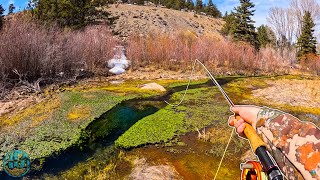 Fly Fishing a TINY Creek For Big Trout!!! (Brown Trout Fishing HEAVEN)