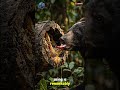 Amazing Sun Bear Behavior and Habitat Explained #shorts