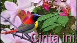 Apa salahku - Dian piesesha