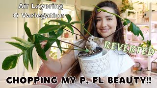 Chopping my REVERTED Philodendron Florida Beauty! | Air Layering and Variegated Plants Care Tips!