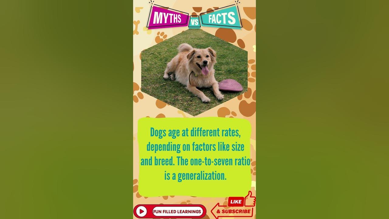 Dogs Myth Or Fact Shorts Unveiling The Secrets One Dog Year dogs-myth-or-fact-shorts-unveiling-the-secrets-one-dog-year