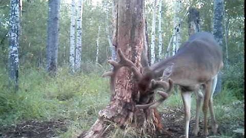 Leaf River iR-7SS (velvet 10-point)