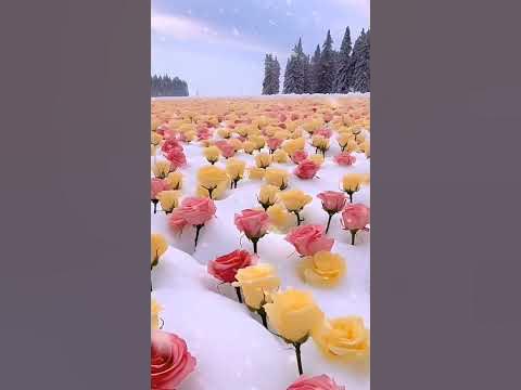 сніг і рози - YouTube