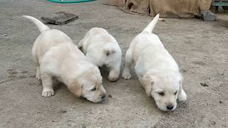 ARM DOG KENNEL : Labrador Puppies 18 Days old Whatsapp No : 7775051999