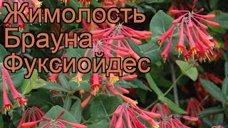 Жимолость брауна Фуксиойдес (lonicera ×brownii) 🌿 обзор: как сажать, саженцы жимолости Фуксиойдес Жимолость брауна Фуксиойдес (lonicera ×brownii) 🌿 обзор: как сажать, саженцы жимолости Фуксиойдес