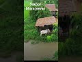 wo sukoon jo sirf gaon me milta hai❤️# village life# # trending # # youtube short #
