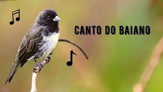 O canto do papa capim 03