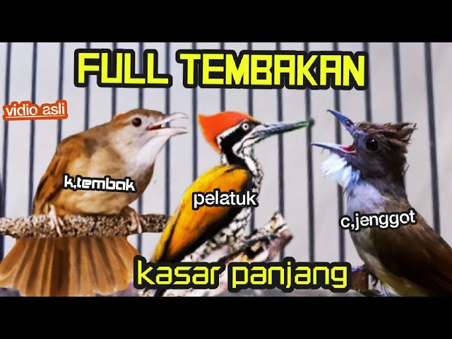 FULL TEMBAKAN KASAR PANJANG || kapas tembak vs pelatuk bawang vs cucak jenggot class=