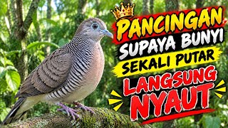 Perkutut Lokal Gacor Suara Besar Pancingan Burung Perkutut Agar Cepat Bunyi.