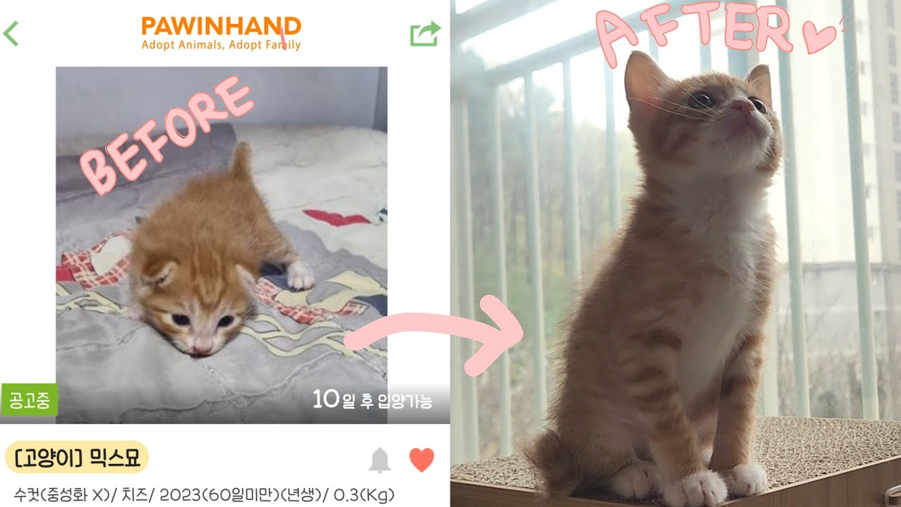 생후 20일 버려진 아기고양이 |성묘 합사|포인핸드|한달 성장일기