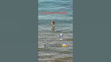 ¿Que susto pasa este padre en las playas de calpe🦈😱#shorts #tiburon #españa #alicante #viral #horror