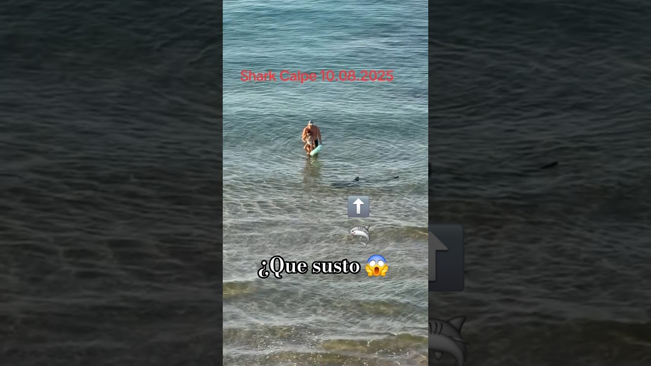 ¿Que susto pasa este padre en las playas de calpe🦈😱#shorts #tiburon #españa #alicante #viral #horror