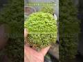 東京大田区のベランダで育てているコケ5選　#苔玉　#ベランダ園芸 #苔