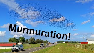 Murmuration at Dairy Farm!