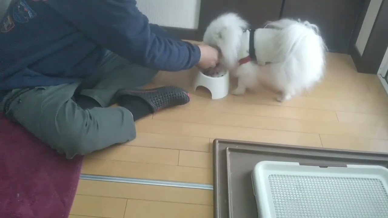 d1by　お手々から食べたい①