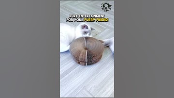 VarsityCat Magic Organ Cat Scratching Board