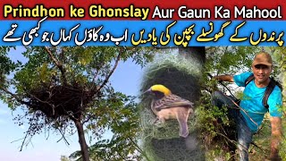 Parindhon ke Ghonslay - Birds nest in village - Punjab Village life Khadriala